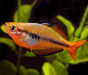 Lake Tebera Rainbow – Coburg Aquarium