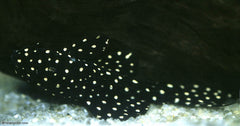 L097 Polka Dot Pleco