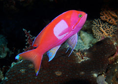 Anthia - Square Block | Marine fish for sale online | Coburg Aquarium