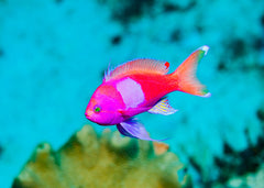 Anthia - Square Block | Marine fish for sale online | Coburg Aquarium