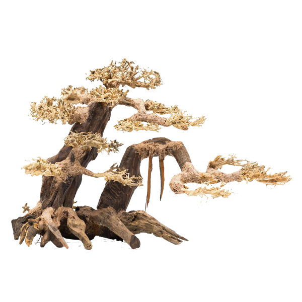 aquarium bonsai xxl Bonsai Wood – Coburg Aquarium