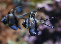Cardinal Fish Banggaii | Marine fish for sale online | Coburg aquarium