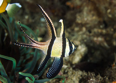Cardinal Fish Banggaii | Marine fish for sale online | Coburg aquarium