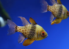 pajama cardinalfish | Marine fish for sale online | Coburg Aquarium