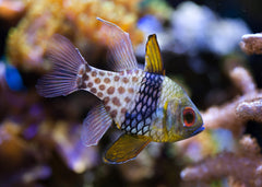 pajama cardinalfish | Marine fish for sale online | Coburg Aquarium
