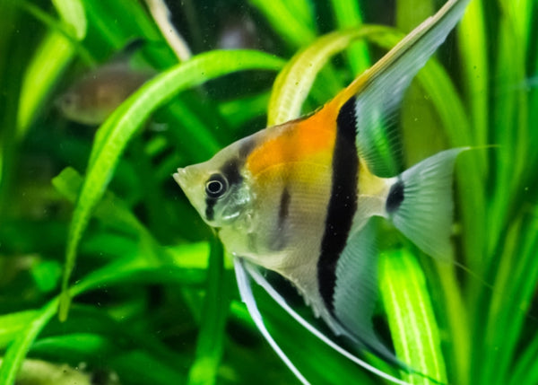 Angelfish Substrate Options: Top Picks for a Thriving Aquarium