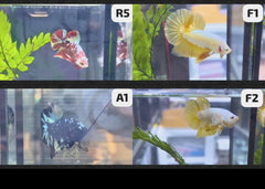 Betta - Assorted fancy - video