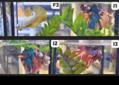 Betta - Assorted fancy - video