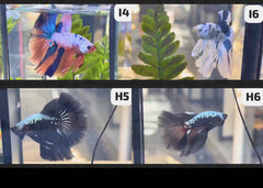 Betta - Assorted fancy - video