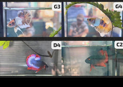 Betta - Assorted fancy - video