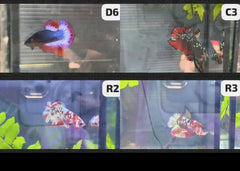 Betta - Assorted fancy - video