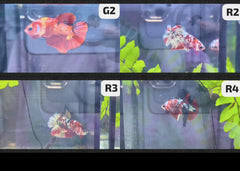 Betta - Assorted fancy - video