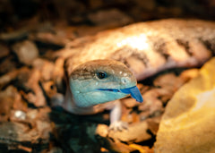 Blue Tongue Lizard