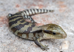 Blue Tongue Lizard