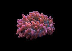 Bubble Tip Anemone Medium