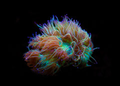 Elegance Coral - Catalaphyllia