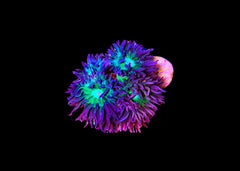 Tree Coral - Duncanopsammia Small