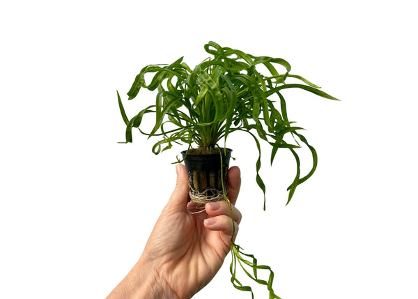Shop Live Aquarium Plants