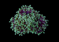 Medium Torch Coral (Euphyllia glabrescens) - Assorted (WA)