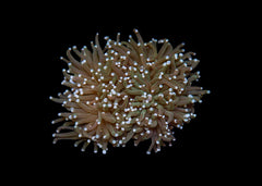 Small Torch Coral (Euphyllia glabrescens) - Assorted (QLD)