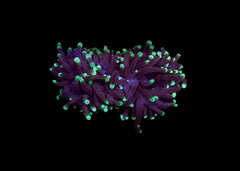 Small Torch Coral (Euphyllia glabrescens) - Assorted (QLD)