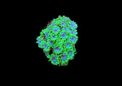 Medium Golfball Coral - Goniopora species - Assorted