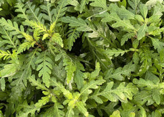 HYGROPHILA PINNATIFIDA 5CM POT