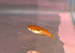 Coburg Aquarium Tiger Medaka - Tora in aquarium