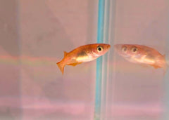 Coburg Aquarium Tiger Medaka - Tora in aquarium