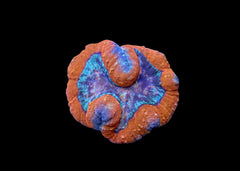 Medium Brain Coral - Lobophyllia or Symphyllia - Assorted