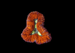 Medium Brain Coral - Lobophyllia or Symphyllia - Assorted