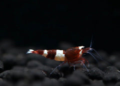 Colorful shrimp on a dark substrate