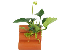 Terracotta Shrimp Tubes With Anubias