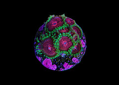 Zoanthids - Assorted Medium