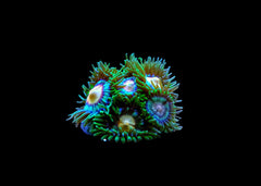 Zoanthids - Assorted Medium