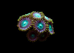 Zoanthids - Assorted Medium