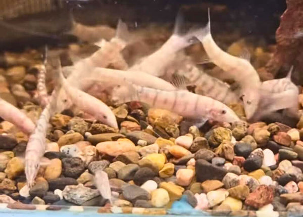 Pakistani Loach