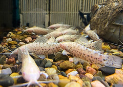 Albino Hoplo Catfish