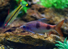 Coburg Aquarium | Arulius Barb | Live aquarium fish online