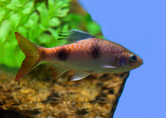Coburg Aquarium | Arulius Barb | Live aquarium fish online