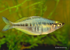 Coburg Aquarium | Axelrods Rainbowfish | Shop rainbowfish online
