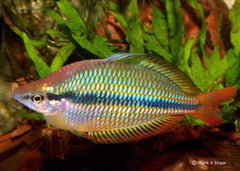 Coburg Aquarium | Banded Rainbowfish Coen River | Shop rainbowfish online