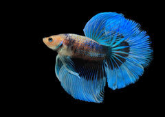 Male Halfmoon Betta | Betta For Sale | Tropical Fish Online | Buy Aquarium Fish | Live Freshwater Fish For Sale | Coburg Aquarium | coburgaquarium.com.au