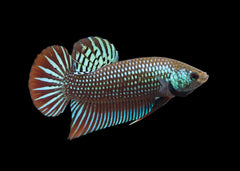 Coburg Aquarium | Betta mahachaiensis | Shop fighter fighter online