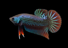 Coburg Aquarium | Betta mahachaiensis | Shop fighter fighter online