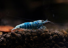 Coburg Aquarium | Blue Bolt Shrimp | Shop freshwater aquarium shrimp online