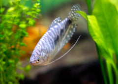 Coburg Aquarium | Blue Gouramis | Shop freshwater tropical aquarium fish online