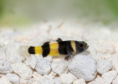 Goby - Dwarf Freshwater Bumble Bee