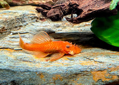 Coburg Aquarium | Super Red Bristlenose Catfish | Shop live aquarium fish online