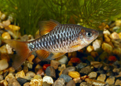Coburg Aquarium | Checker barb | Shop Live Aquarium Fish online